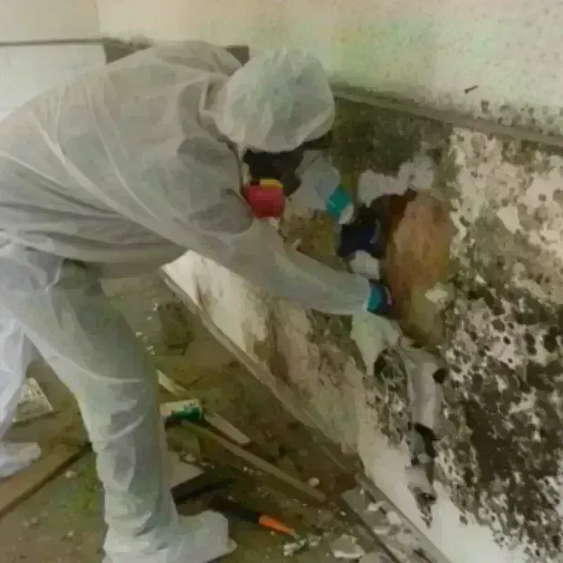 Mold Remediation and Removal in Willcox, AZ